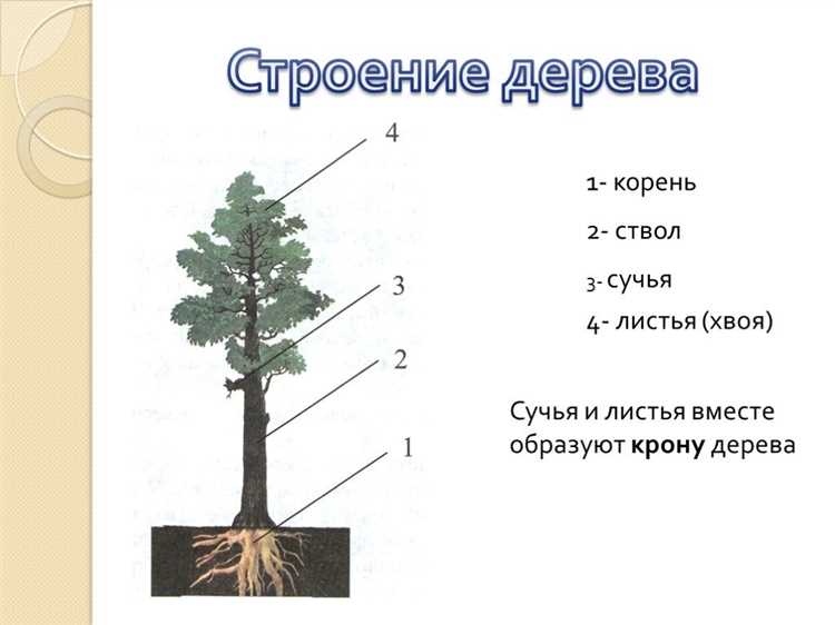 Части дерева схема