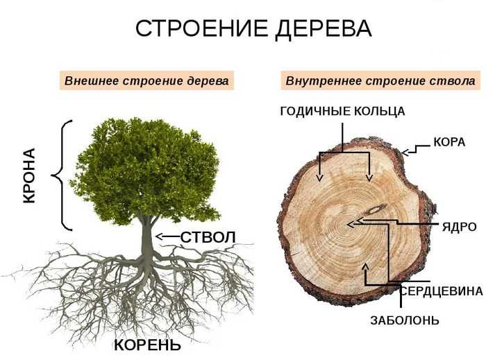 Составные части дерева
